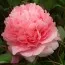 Півонія Watermelon Pulp Xi Gua Rang деревовидна фото