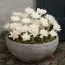 Пізньоцвіт Autumnale Alboplenum фото