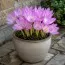 Пізньоцвіт Lilac Bedder фото