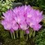 Пізньоцвіт Lilac Bedder фото