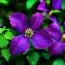 Клематіс Etoile Violette фото
