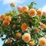 Троянда Crown Princess Margareta фото