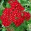 Деревій Red Velvet (розсада) фото