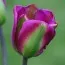 Тюльпан Violet Bird 30 шт/уп фото