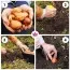 Тюльпан Kiwanis фото