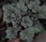 Гейхера Plum Parfait фото
