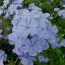Плюмбаго Imperial Blue фото
