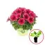 Петунія Potunia Plus Strawberry Ice фото