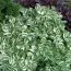 Полемоніум Stairway to Heaven фото