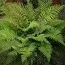 Багаторядник Polyblepharum фото