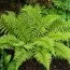 Багаторядник Polyblepharum фото