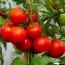 Помідор Північна королева ТМ GL Seeds фото