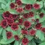 Перстач Monarch Velvet фото
