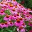 Ехінацея PowWow Wild Berry фото