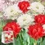 Преміум Мікс тюльпанів Торонто (брендовий пакет) фото