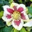 Морозник Pretty Ellen White Spotted фото