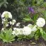 Примула Denticulata Alba фото