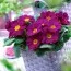 Примула Salome Lilac / violet фото