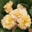 Примула Sunshine Susie фото