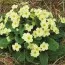 Примула Vulgaris фото