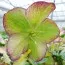 Морозник Prince Creme Apricot фото