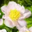 Півонія Garden Lace фото