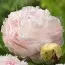 Півонія Madame Edouard Doriat фото