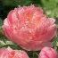 Півонія Pink Hawaiian Coral фото