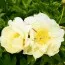 Півонія ITOH Viking Full Moon фото