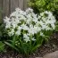 Проліска Siberica Alba фото