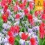 Мікс ландшафтний Promise of Spring (Брендові цибулини Jub Holland) фото