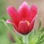 Сон-трава Vulgaris Rose фото