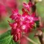 Смородина криваво-червона Pulborough Scarlet фото