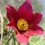 Сон-трава Dark Red Shades фото