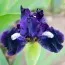 Ірис Pumila Wish Upon a Star фото