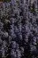 Аюга Purple Brocade фото
