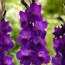 Гладіолус Purple Flora 50 шт/уп фото