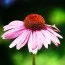 Ехінацея Purpurea фото