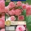Рек-бокс Бегонія Non Stop Pink (Брендові цибулини KAPITEYN®) фото