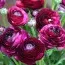 Ранункулюс Tomer Purple фото