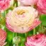 Ранункулюс (лютик) Picotee Pink фото