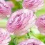 Ранункулюс (лютик) Picotee Pink фото