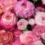 Ранункулюс (лютик) Picotee Roze фото