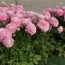 Ранункулюс Tomer Pink фото