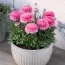 Ранункулюс (лютик) Aviv Rose фото