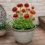 Ранункулюс (лютик) Picotee Cafe фото