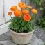 Ранункулюс (лютик) Picotee Orange фото