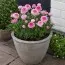 Ранункулюс (лютик) Picotee Roze фото