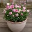 Ранункулюс (лютик) Picotee Roze фото