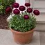 Ранункулюс Tomer Purple фото